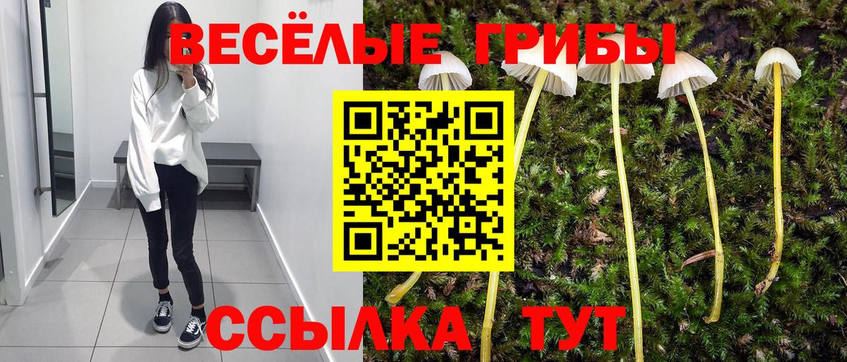 Псилоцибиновые грибы Psilocybe Ивантеевка